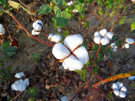 cotton