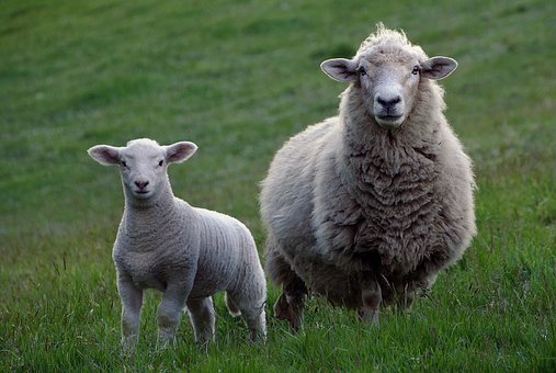 sheep-2625347__340
