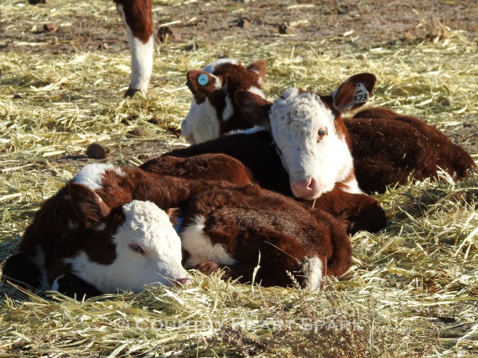 02 Baby Calves Deliver Hope in Drought