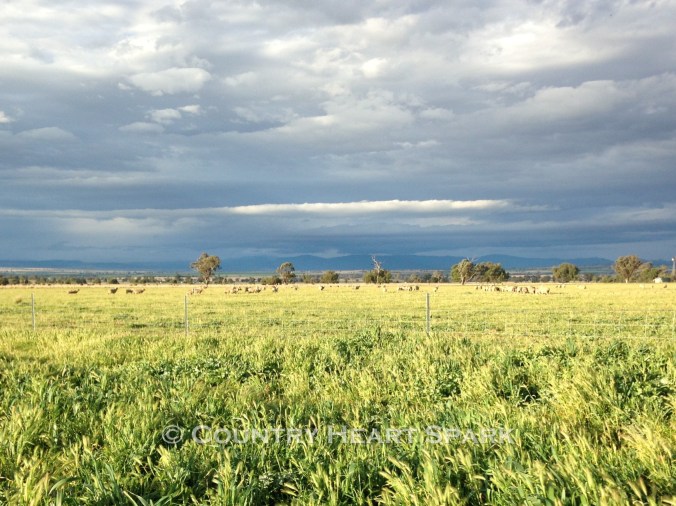 04 A Distant Storm Overlooking the Sheep