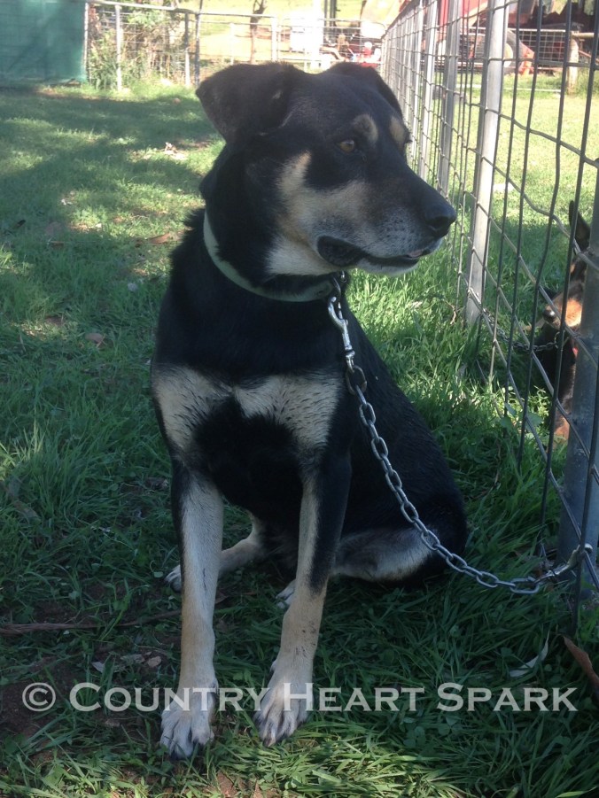 09 Rex the Kelpie - An Independent Thinker