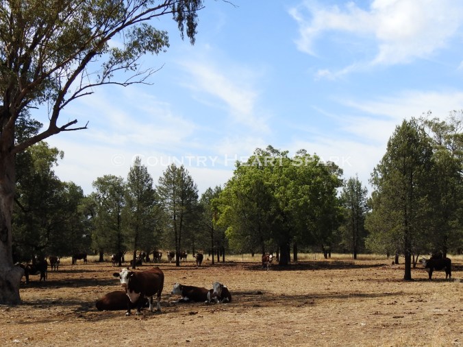 13 Kurrajong in the Pine Country