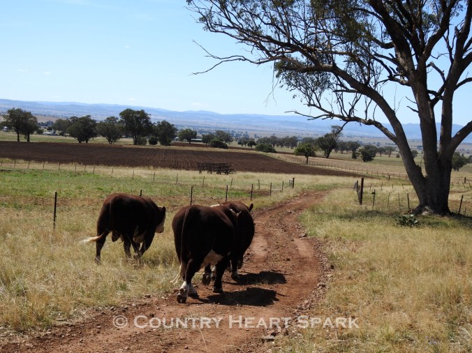 17 Hereford Bulls On The Move