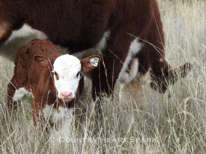 22 Ladies First in a Newborn Season