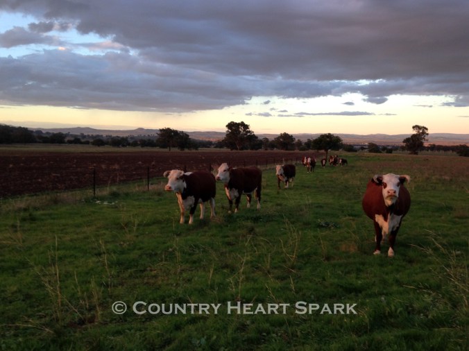 24 Hereford Happiness