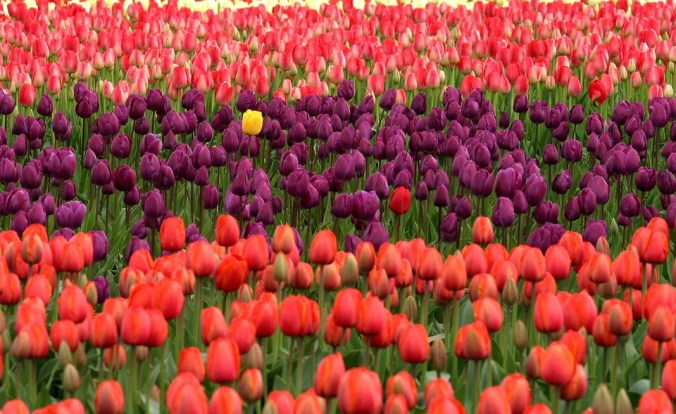 tulips-175605_960_720